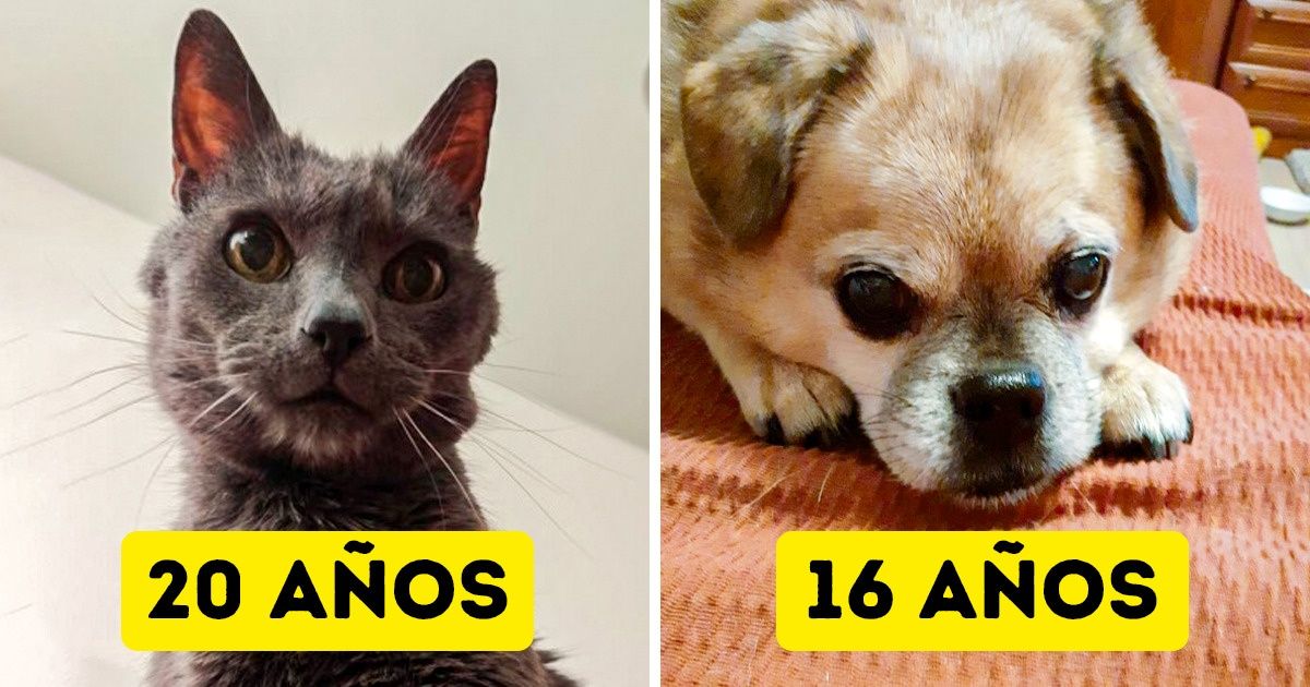 15+ Usuarios de Genial demostraron que sus mascotas mayores siguen siendo las consentidas de casa 15+ Usuarios de Genial demostraron que sus mascotas mayores siguen siendo las consentidas de casa