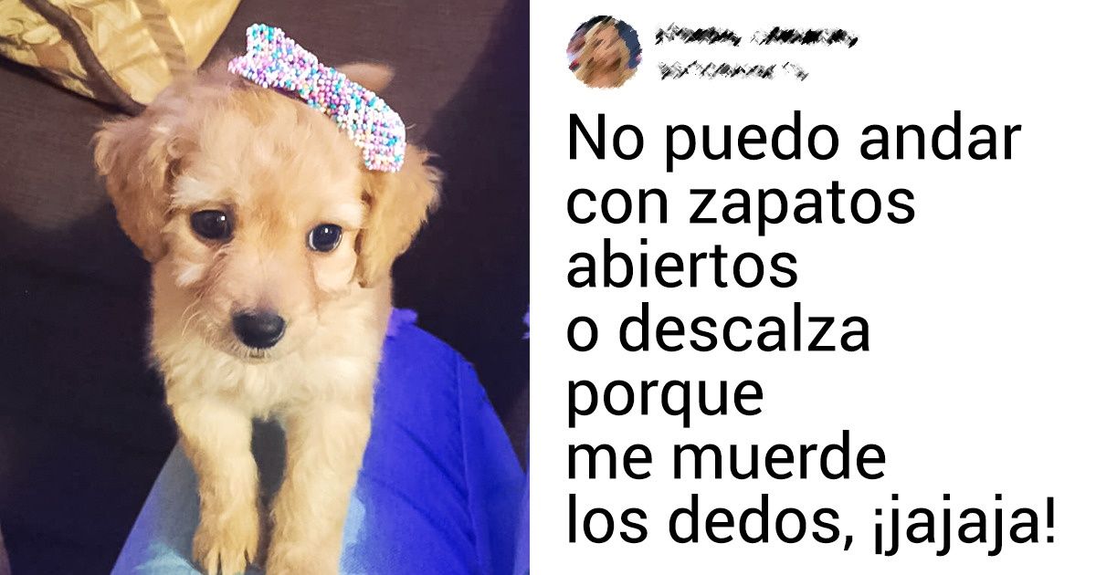 30 Seguidores De Genial Contaron Por Qué Sus Mascotas Con Cara De “yo