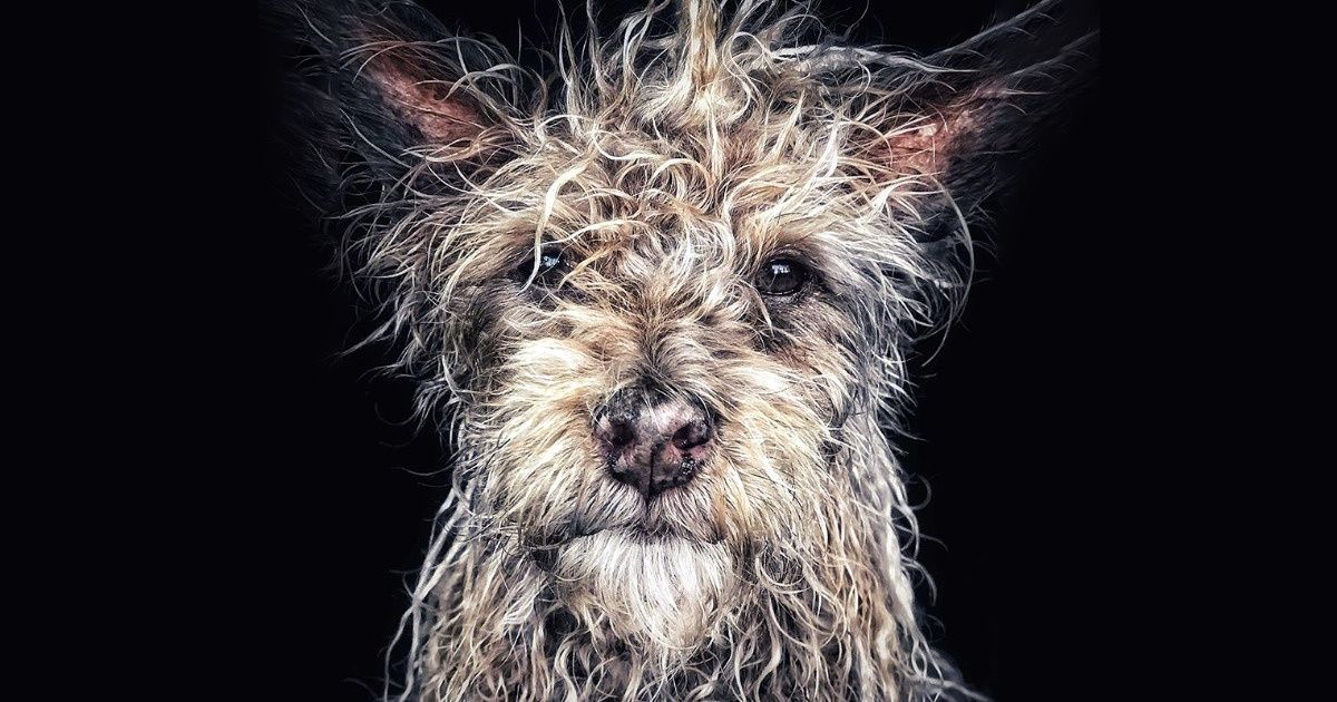 IPPA Awards: las mejores fotos del año hechas con un iPhone