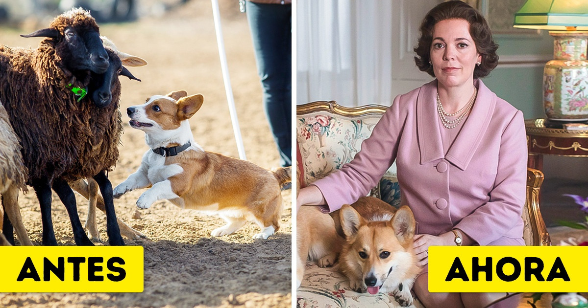 12 Razas de perros que fueron criadas para cumplir con tareas desconocidas