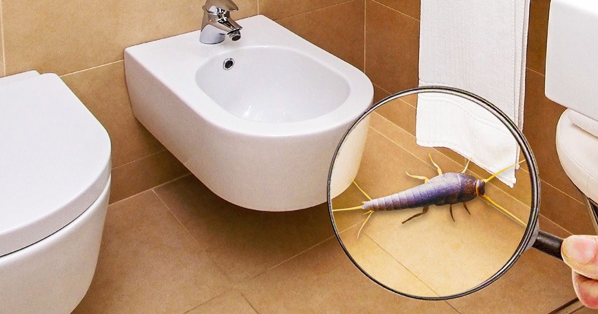 9 Сriaturas repugnantes con las cuales compartimos nuestro hogar 9 Сriaturas repugnantes con las cuales compartimos nuestro hogar