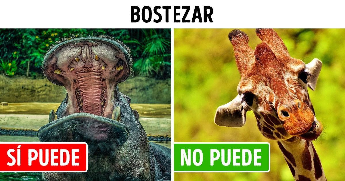Te contamos 15 datos sobre las jirafas, los cuales nos mostraron lo únicas que son