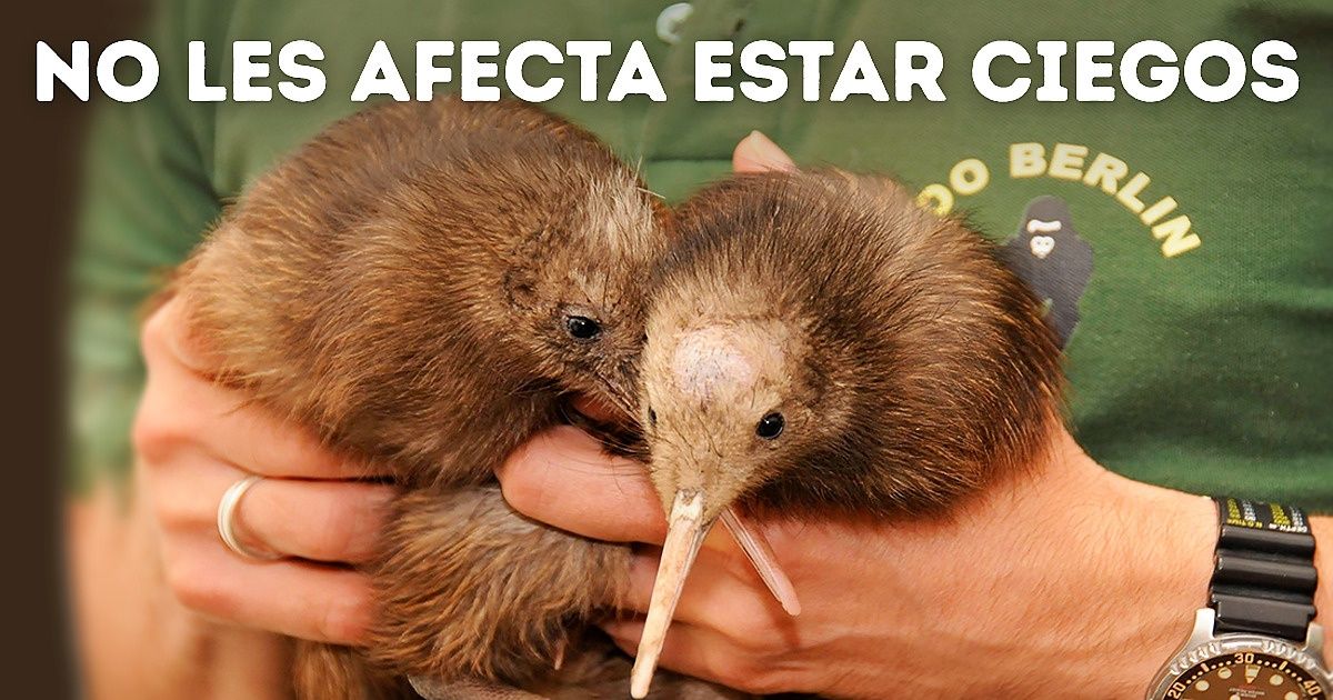 20 Razones para amar al kiwi, el ave neozelandesa incapaz de volar 20 Razones para amar al kiwi, el ave neozelandesa incapaz de volar