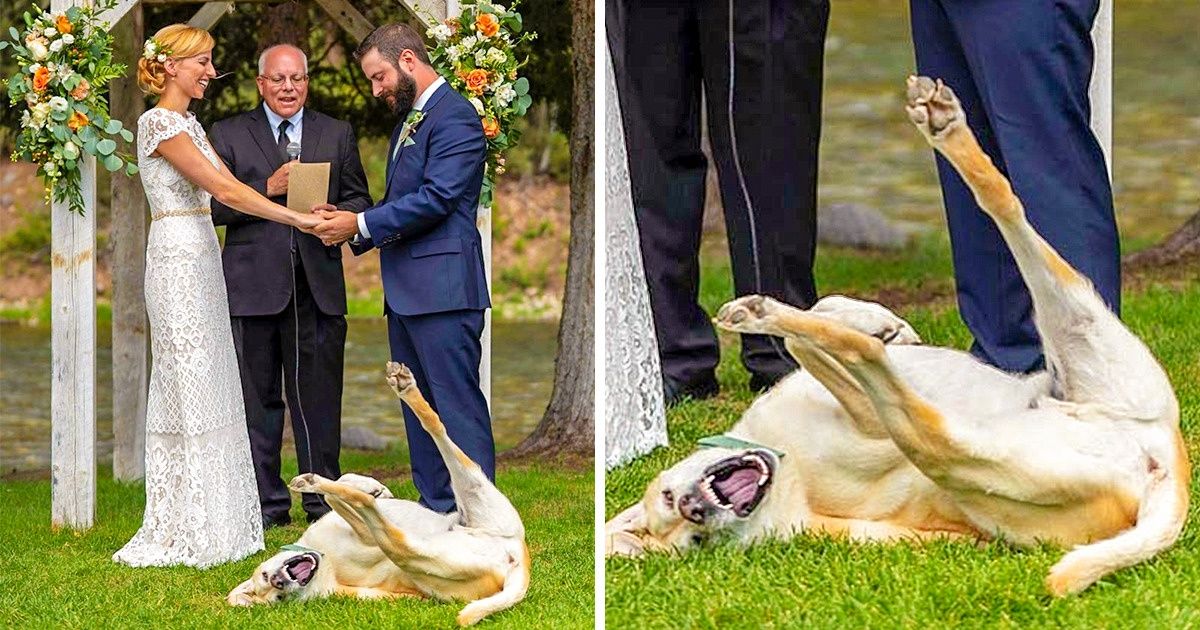 17 Animales que se portaron mal y no se avergüenzan en absoluto
