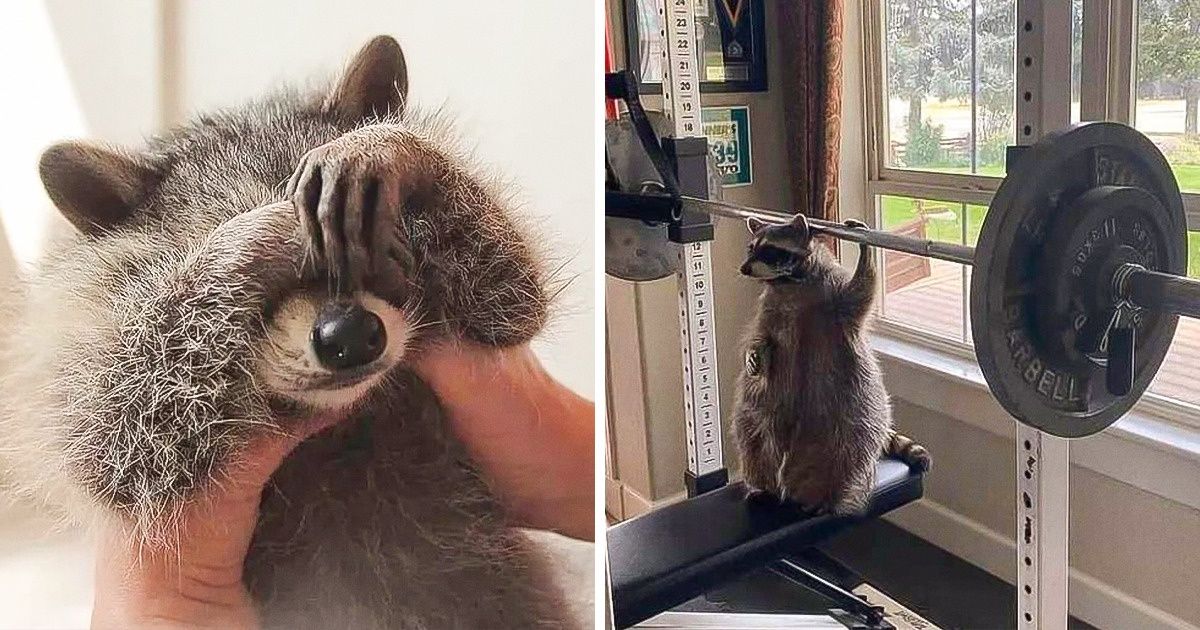 20 Pruebas de que los mapaches son la combinación perfecta entre ternura y desfachatez