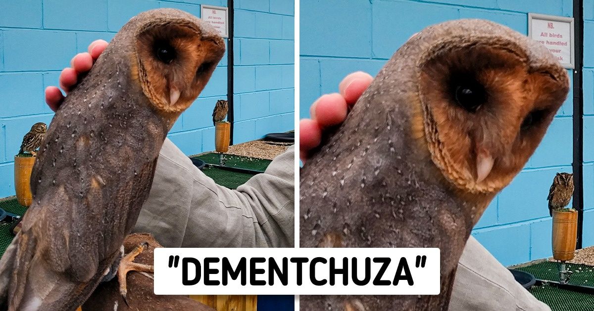 20 Animales que parecen venir del “lado oscuro” 20 Animales que parecen venir del “lado oscuro”