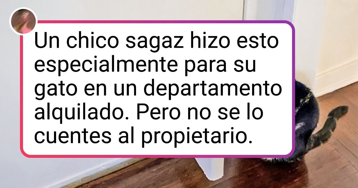 20+ Personas cuyo amor por las mascotas es tan grande como el océano, y su presupuesto es ilimitado (bueno, casi) 20+ Personas cuyo amor por las mascotas es tan grande como el océano, y su presupuesto es ilimitado (bueno, casi)