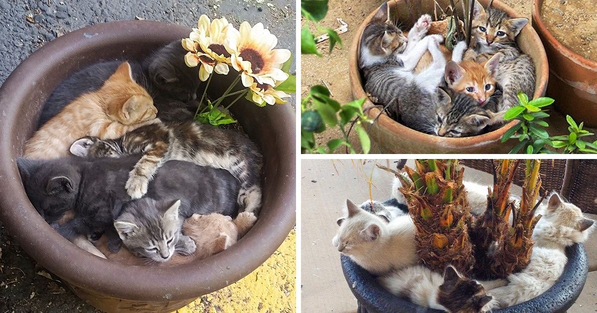 15+ Gatitos que pueden convertir tu corazón en pelusa 15+ Gatitos que pueden convertir tu corazón en pelusa