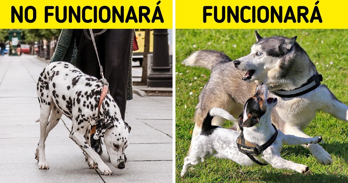 10 Trucos que podrían servir para que tu mascota no haga destrozos cuando la dejas sola 10 Trucos que podrían servir para que tu mascota no haga destrozos cuando la dejas sola