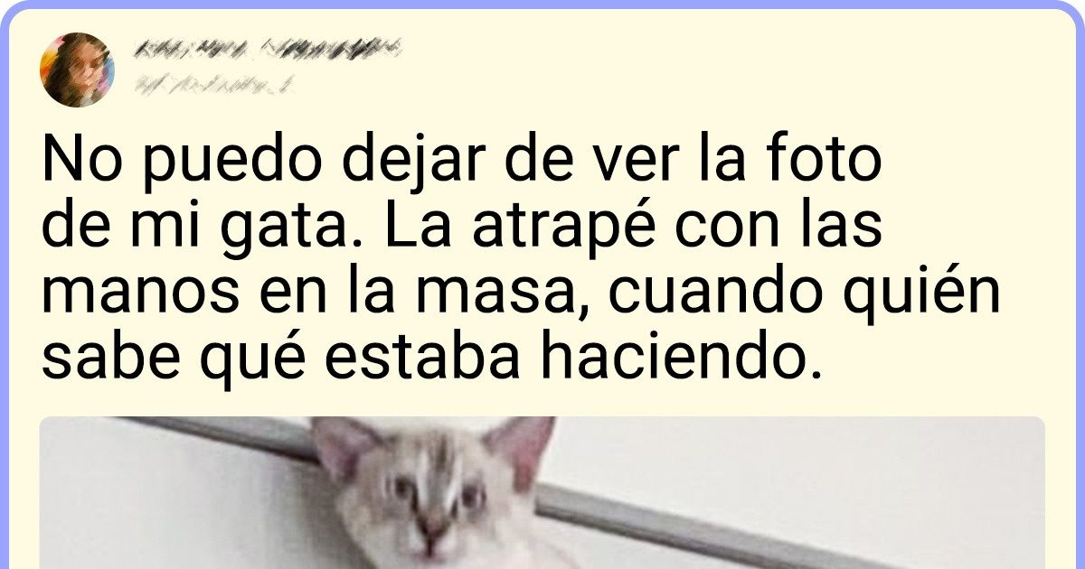 17 Personas que adoptaron una mascota y ahora no saben qué es el aburrimiento