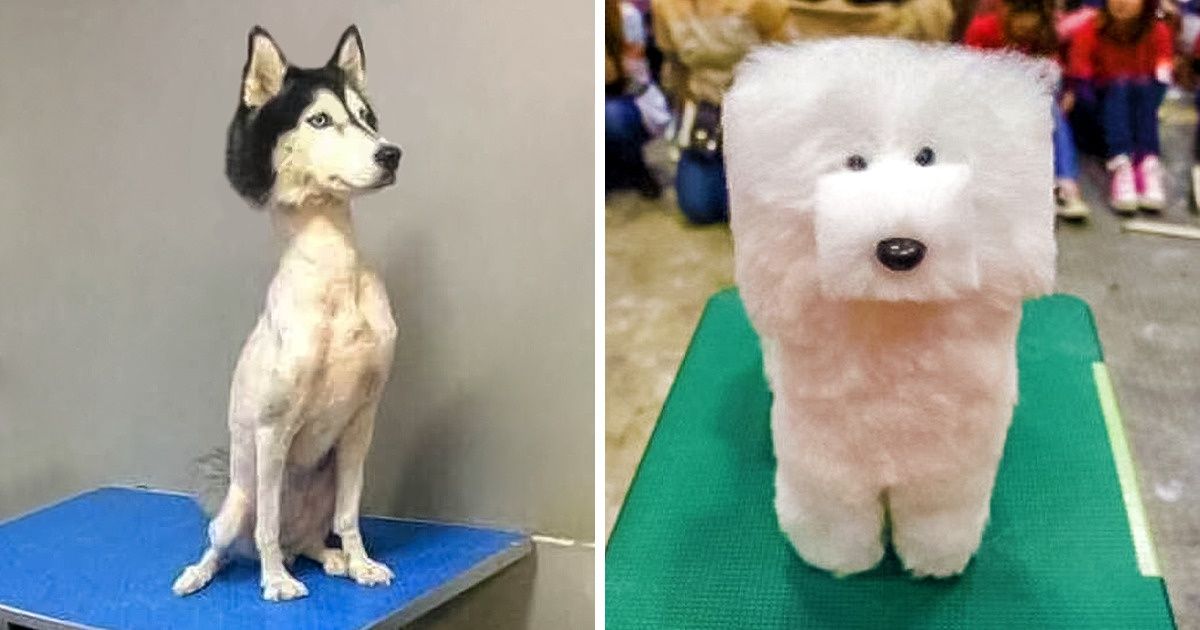 17 Fotos de cortes de pelo de mascotas que te harán reír un buen rato 17 Fotos de cortes de pelo de mascotas que te harán reír un buen rato