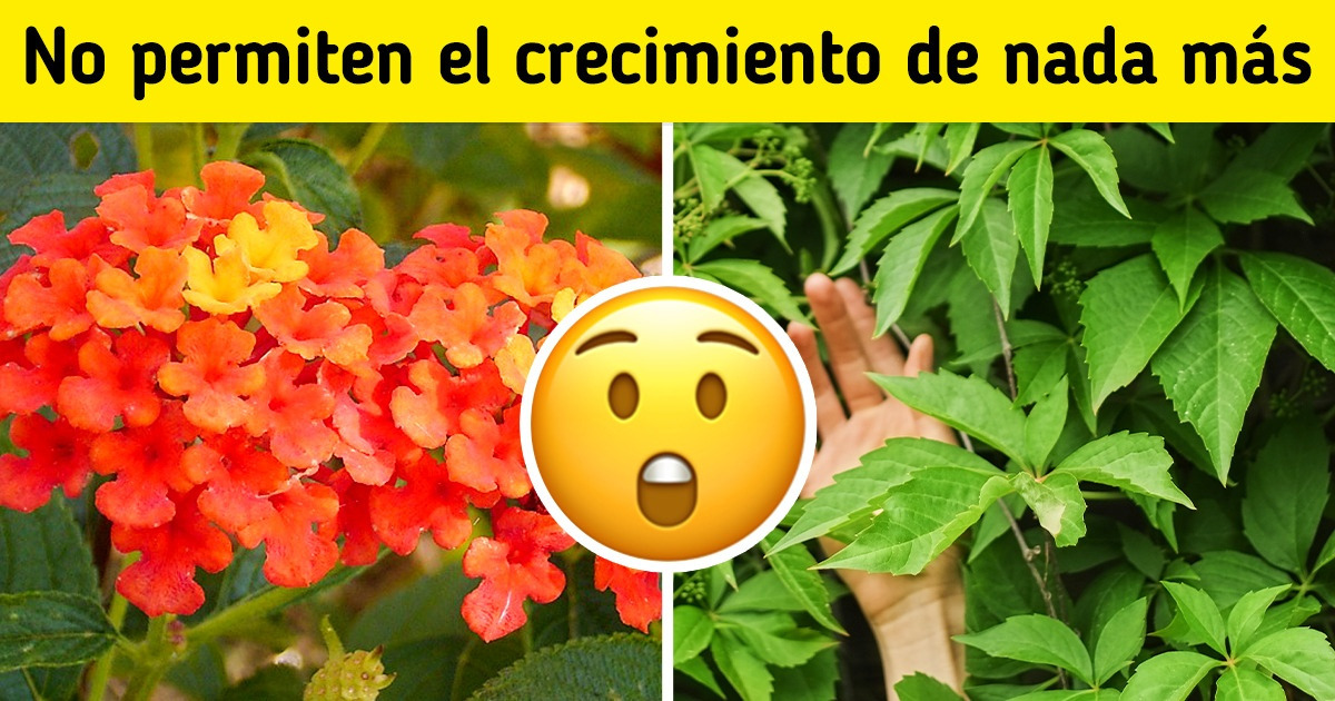 Qué son las plantas invasoras (algunas de ellas podrían estar dañando nuestro jardín)
