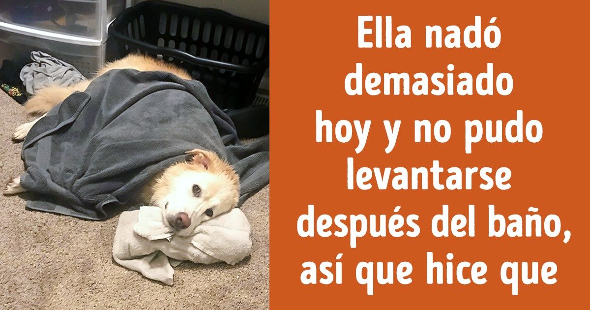 15 Animales que escogieron un lugar extraño para tomar un descanso
