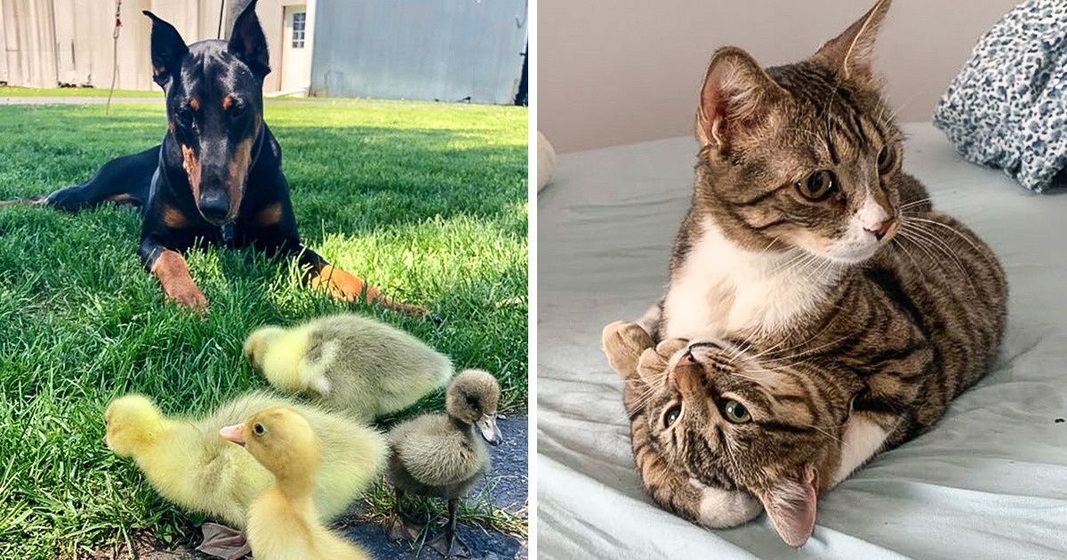 19 Animales que demuestran al mundo ser capaces de dar amor a raudales a seres de todas las especies
