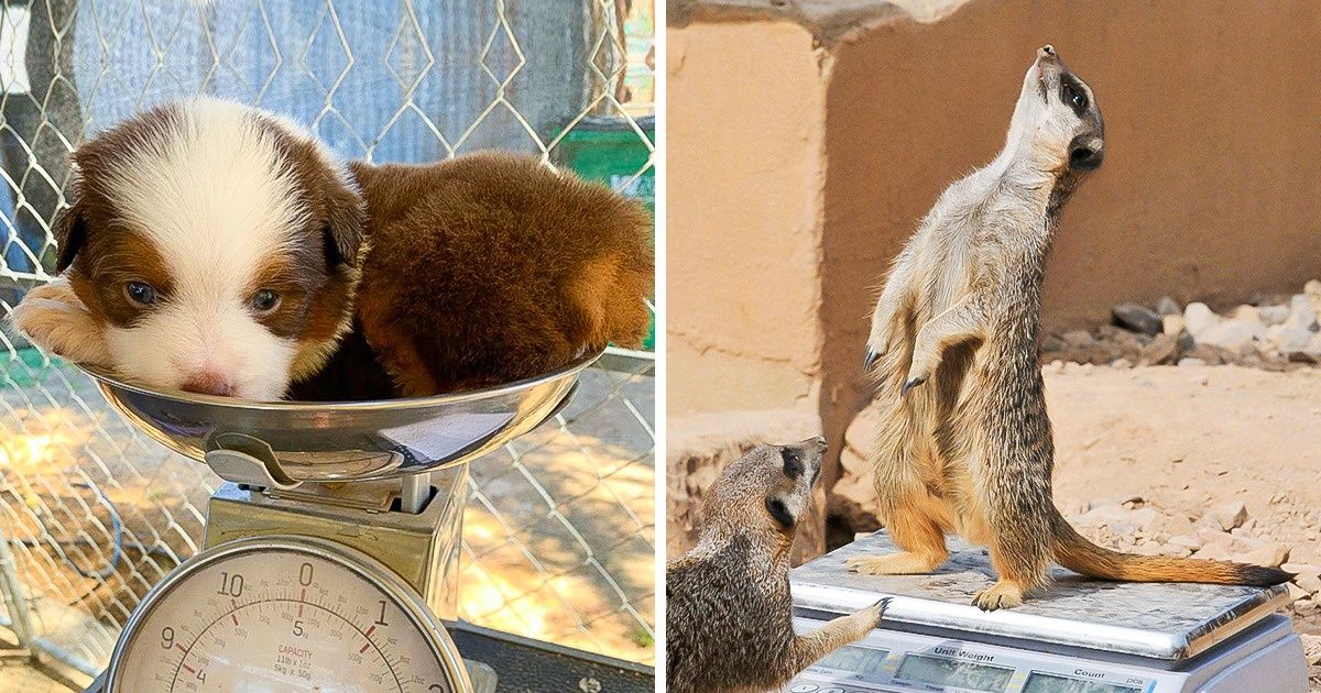 18 Fotos que muestran lo adorable y divertido que puede ser pesar a algunos animales