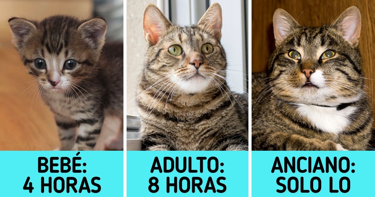 Cuánto tiempo se puede dejar a las mascotas solas en casa y algunos consejos para mantenerlas ocupadas Cuánto tiempo se puede dejar a las mascotas solas en casa y algunos consejos para mantenerlas ocupadas