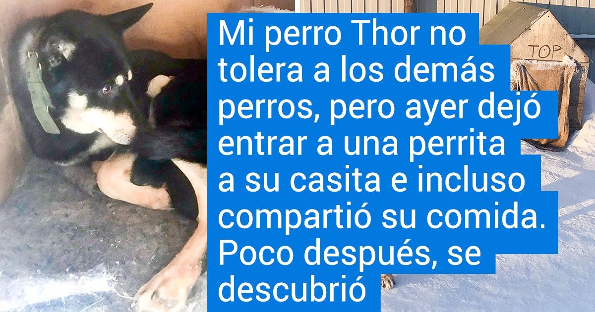 18 Perros fieles que tienen un lugar para todos en su enorme corazón