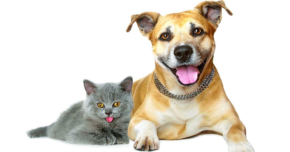 Cómo lograr una buena convivencia entre tu perro y tu gato sin desesperarte Cómo lograr una buena convivencia entre tu perro y tu gato sin desesperarte