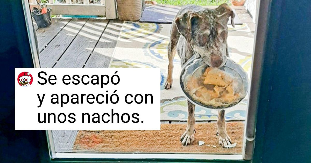 16 Mascotas a las que les importan una pulga las reglas 16 Mascotas a las que les importan una pulga las reglas