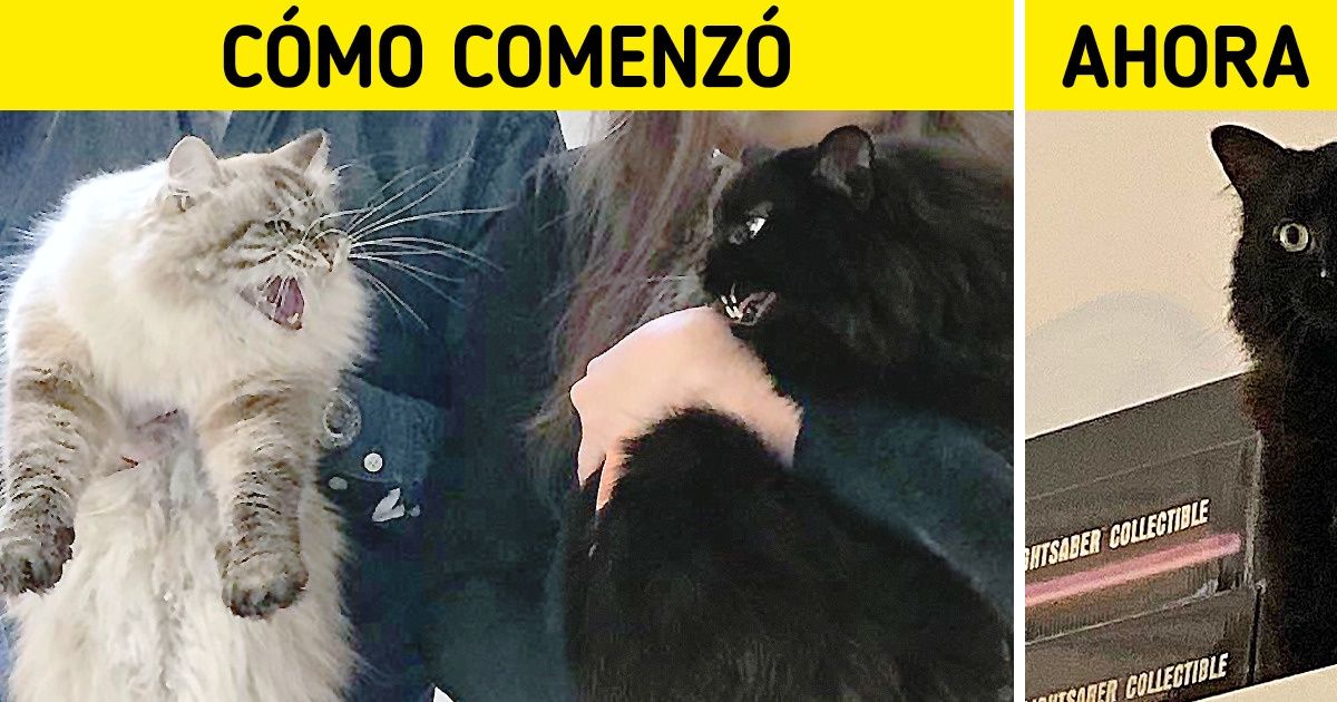 20 Fotos de gatitos que demuestran que la ternura se puede duplicar cuando viven juntos
