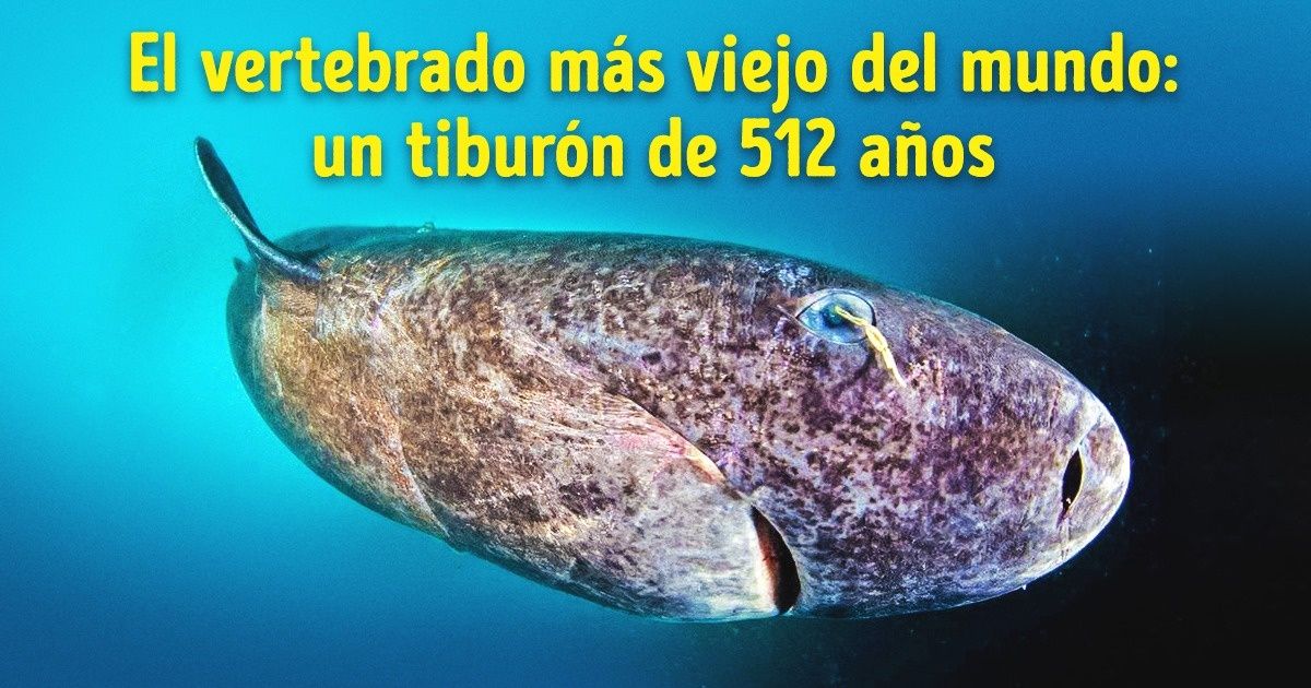 Intenta ver estas 17 cosas y no decir “¡Wow!”