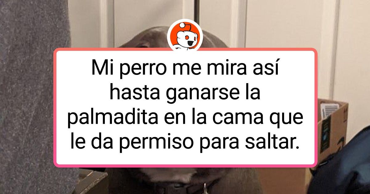 23 Perros que pueden ser capaces de acaparar miradas de incredulidad y diversión con sus acciones
