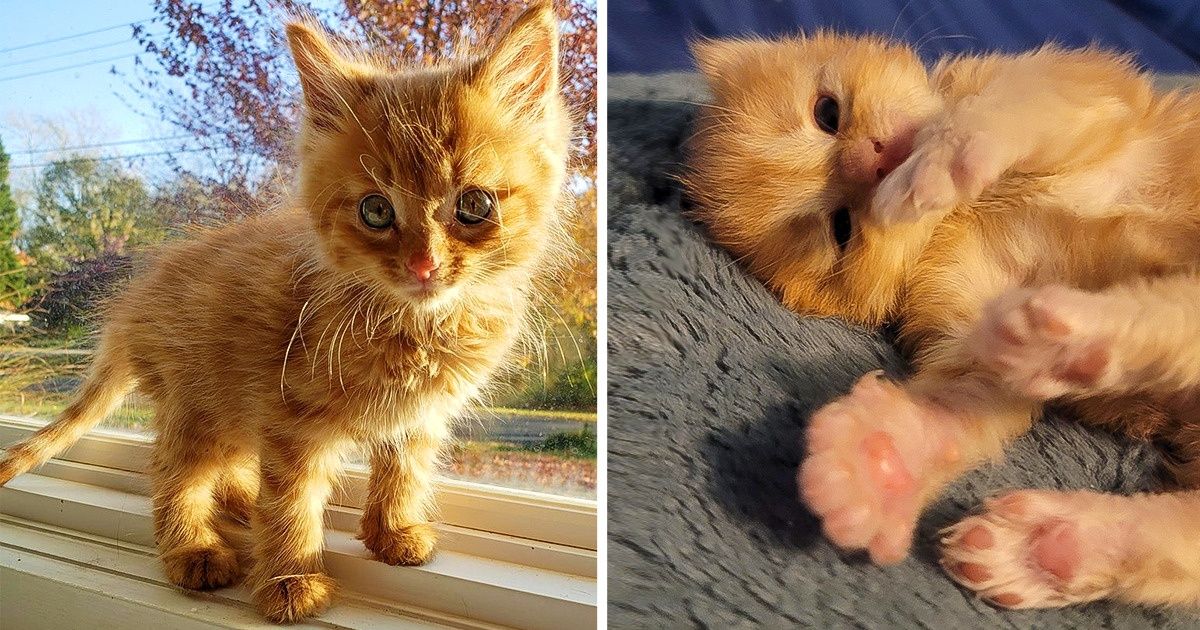 20 Fotos que demuestran que los gatos amarillos nacieron con un encanto especial