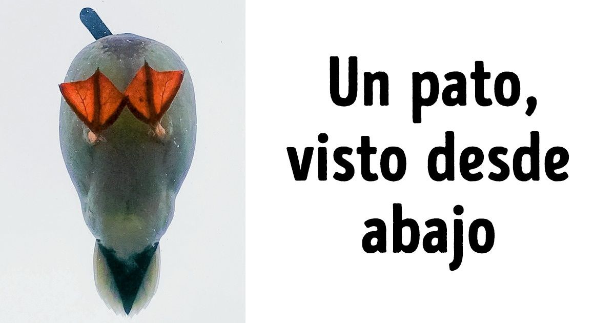 15 Fotos fabulosas donde el ángulo lo decide todo