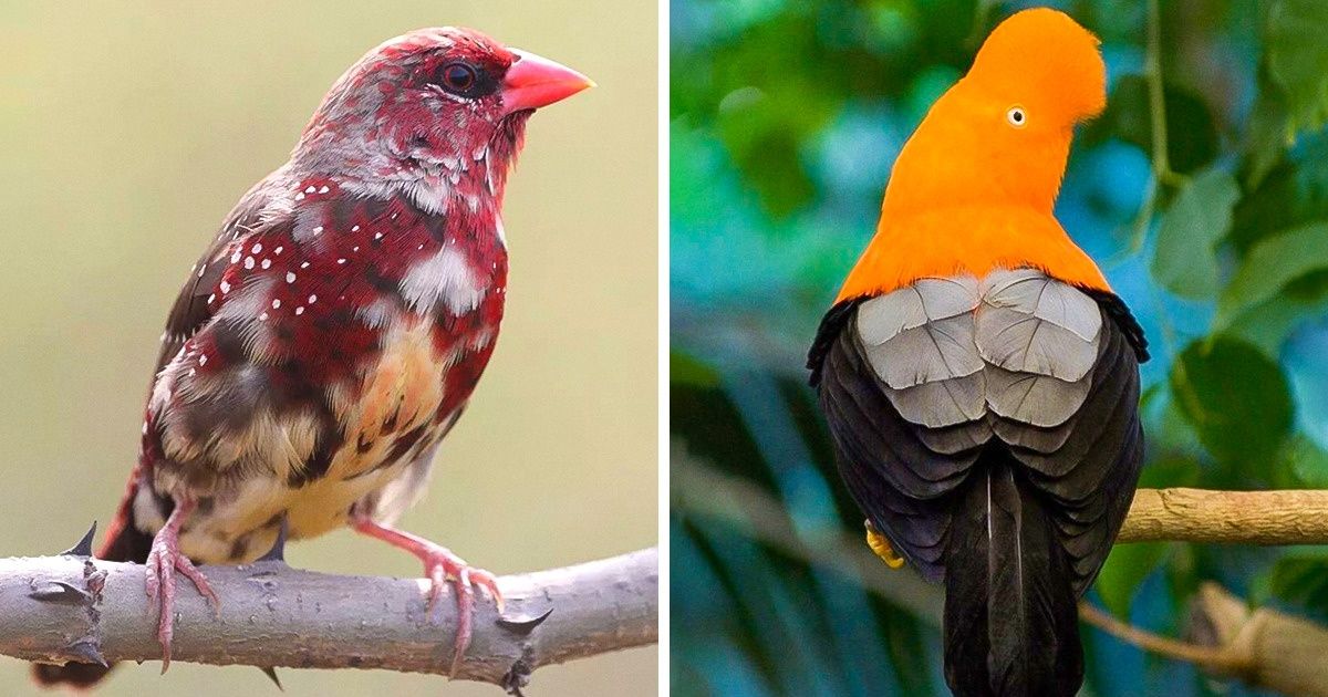 15 Aves únicas que nos impresionaron con su belleza 15 Aves únicas que nos impresionaron con su belleza