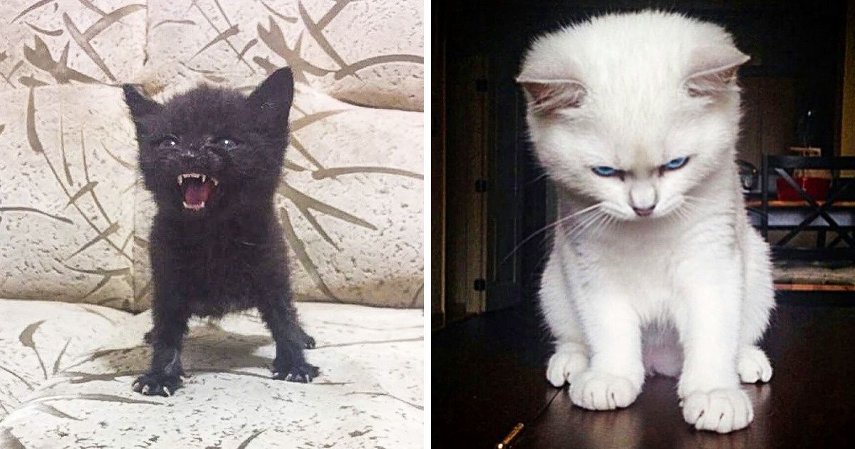 22 Animales que simplemente no pueden ocultar sus emociones