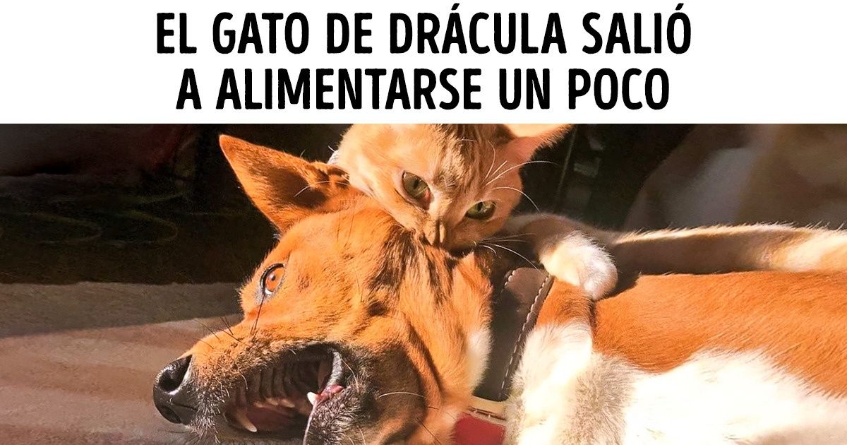 15 Animales que te conquistarán con su brutal encanto
