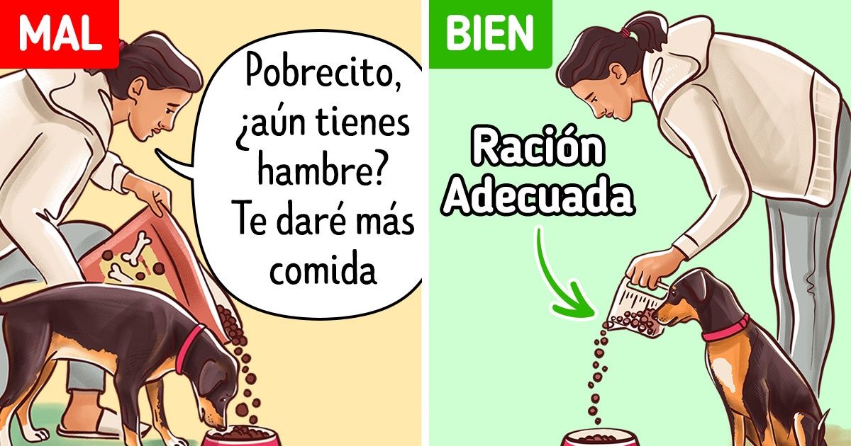 10 Consejos para que tu perro deje de tirar de la correa cuando lo paseas 10 Consejos para que tu perro deje de tirar de la correa cuando lo paseas
