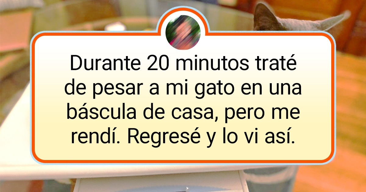 19 Pruebas de que las reglas fueron creadas para que los gatos las rompan