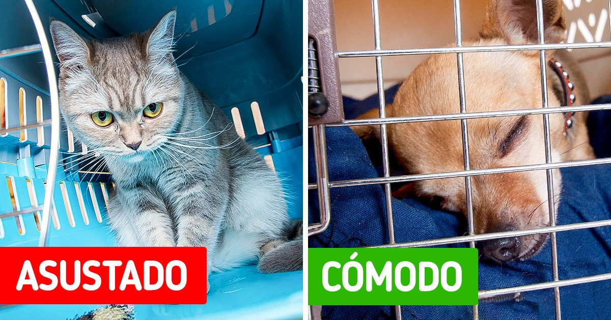 9 Consejos para evitar el estrés en tu perro o gato al momento de mudarte