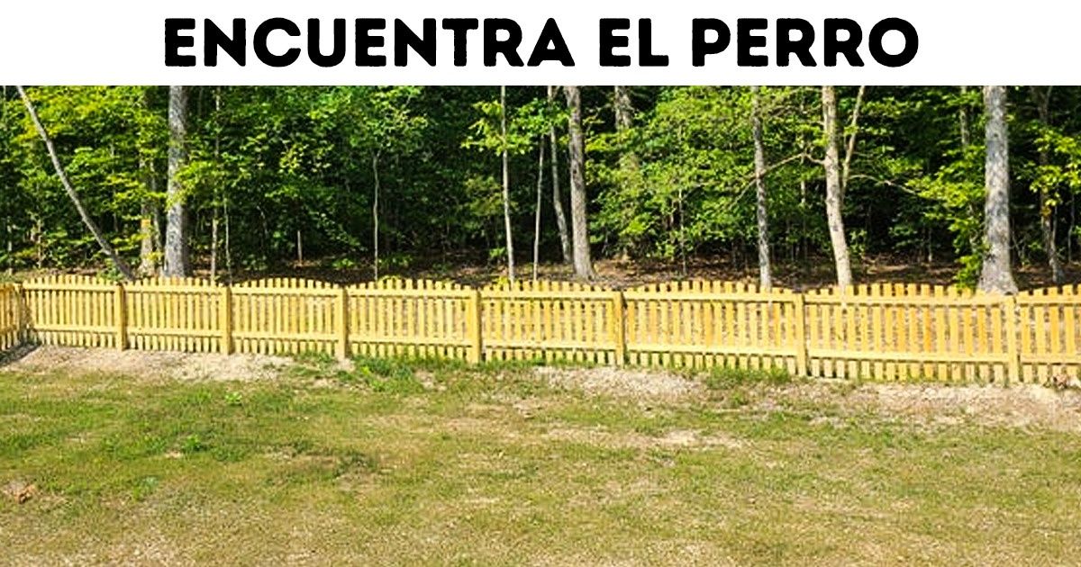 Test: ¿Puedes encontrar objetos y animales escondidos a plena vista?