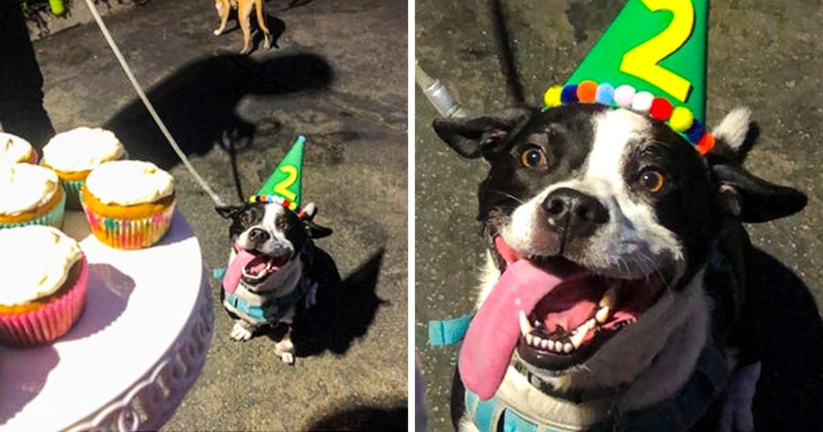 20+ Perros que se han empeñado en sacarnos una sonrisa (aun en los días más difíciles)