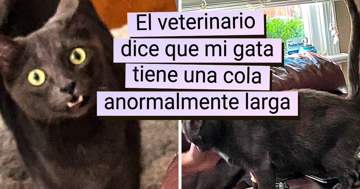 20+ Gatos a los cuales la naturaleza les dio una doble porción de peculiaridad 20+ Gatos a los cuales la naturaleza les dio una doble porción de peculiaridad