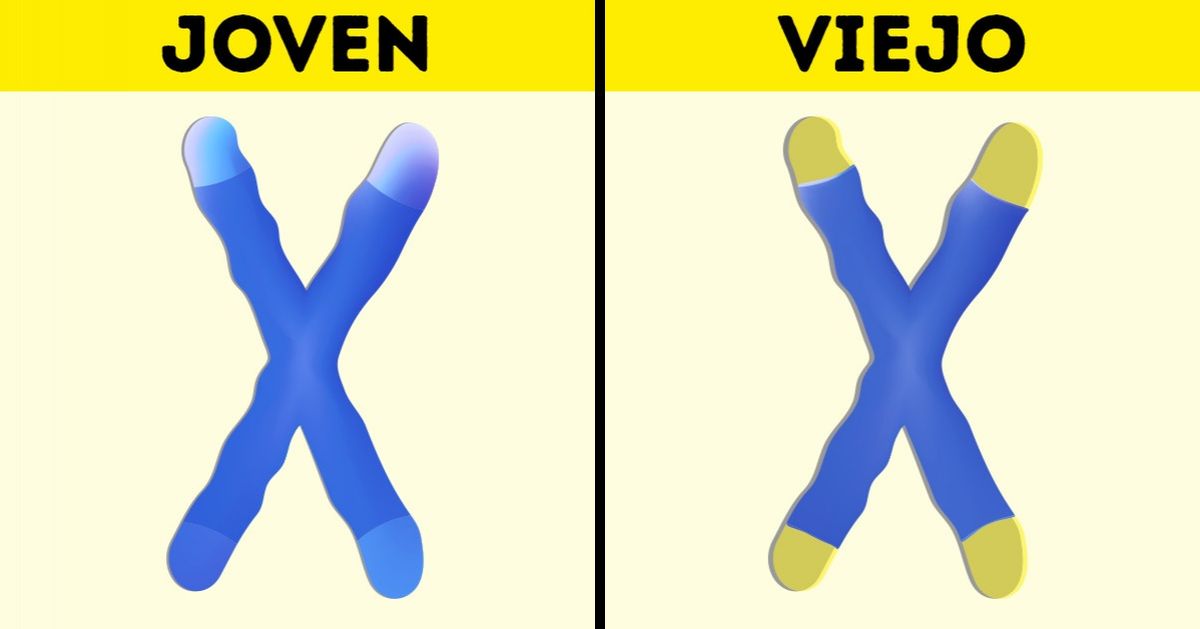 Los científicos explicaron las causas del envejecimiento y la forma de evitarlo