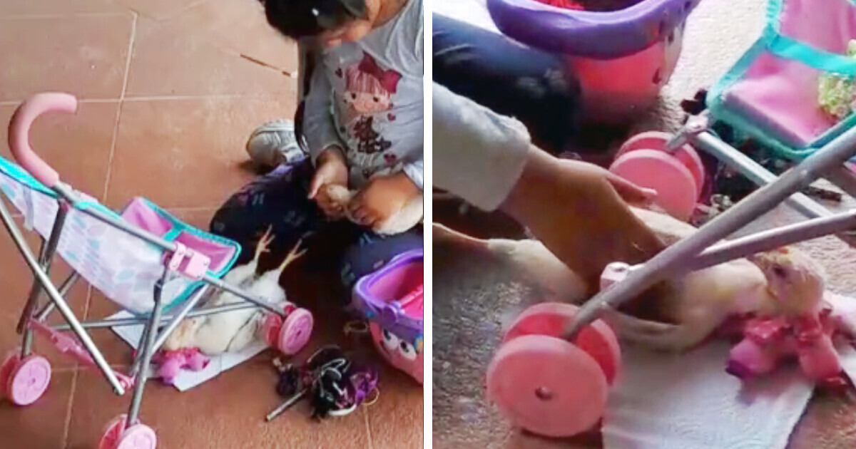 Niña se vuelve viral por tratar a sus gallinas como muñecas Niña se vuelve viral por tratar a sus gallinas como muñecas