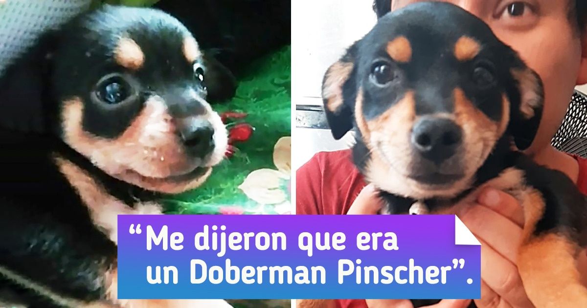 20+ Lectores de Genial cuyas mascotas crecieron y les dijeron: “¡Sorpresa! No me veo como esperabas” 20+ Lectores de Genial cuyas mascotas crecieron y les dijeron: “¡Sorpresa! No me veo como esperabas”