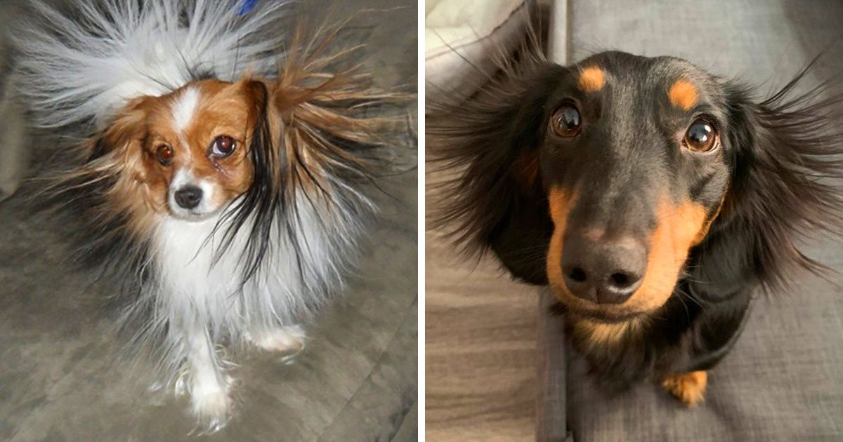 17 Momentos en los que la electricidad estática hizo de las suyas con los pelos de punta