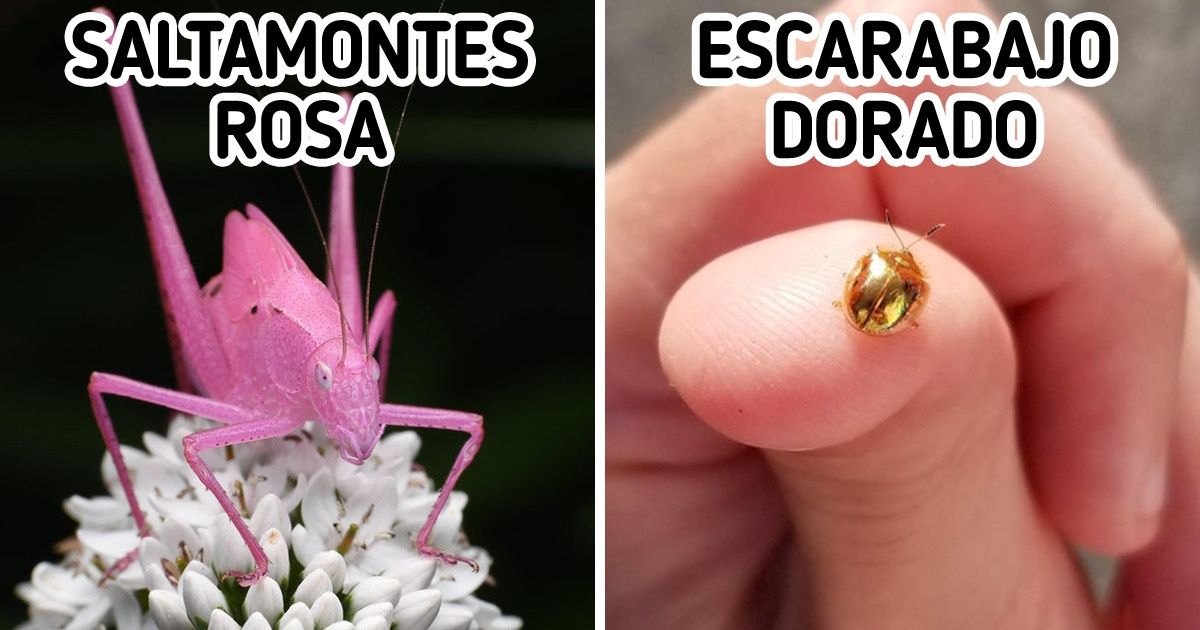 20+ Ocasiones en que la naturaleza cambió drásticamente los colores que conocemos