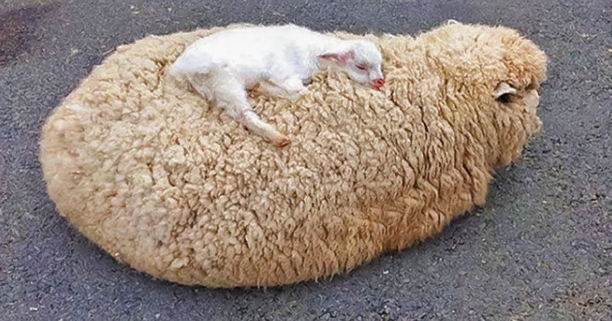 20+ Fotos que muestran que, sin las madres, este mundo no sería un lugar tan cálido