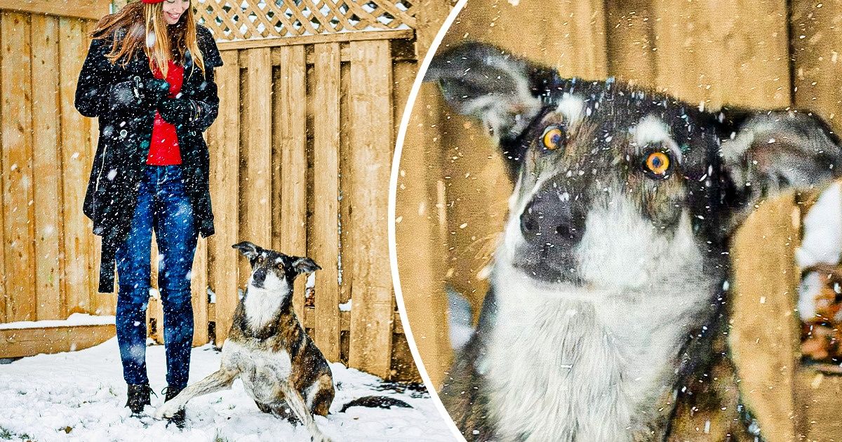 17 Animales captados en su peor momento, pero cuya torpeza nos hizo el día