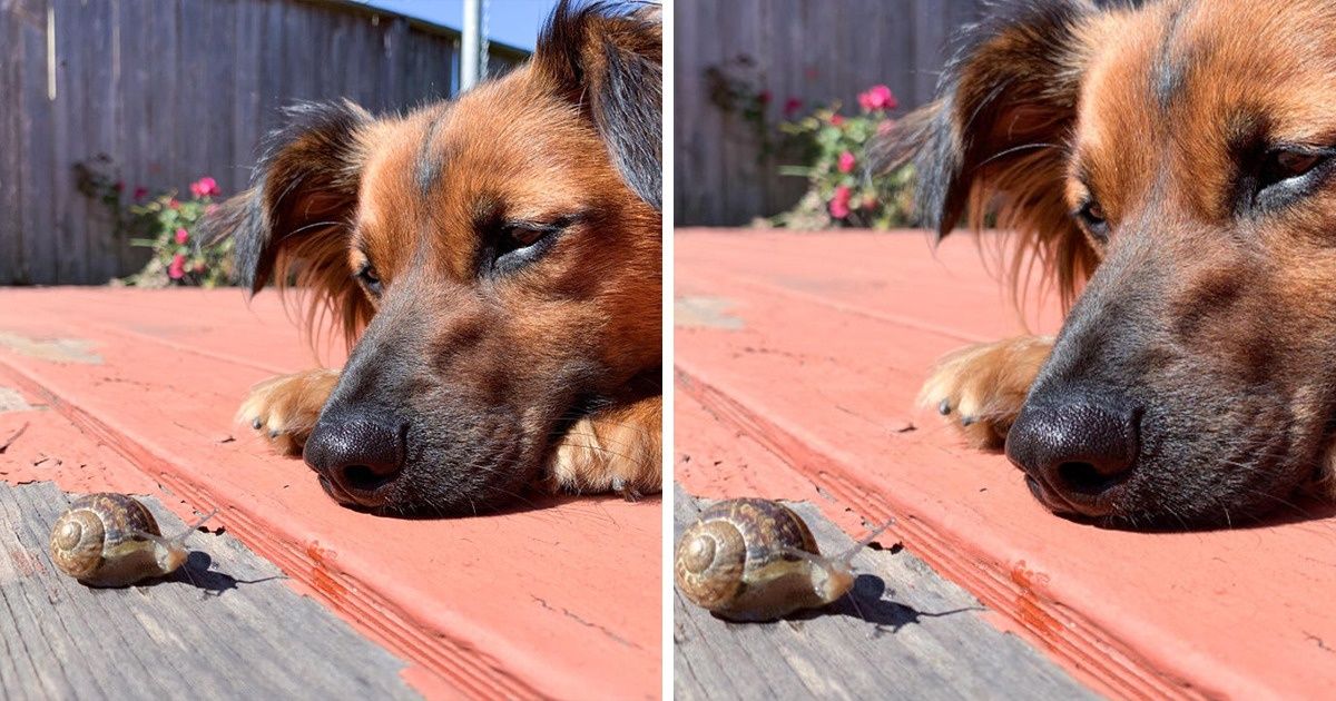 15+ Animales que están listos para darle un apretón de patas amistoso a cualquiera 15+ Animales que están listos para darle un apretón de patas amistoso a cualquiera