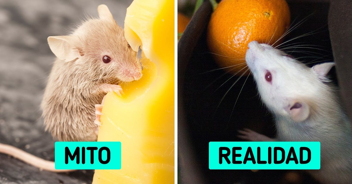 10 Mitos que se volvieron tan populares que cuesta trabajo aceptar que son mentira 10 Mitos que se volvieron tan populares que cuesta trabajo aceptar que son mentira