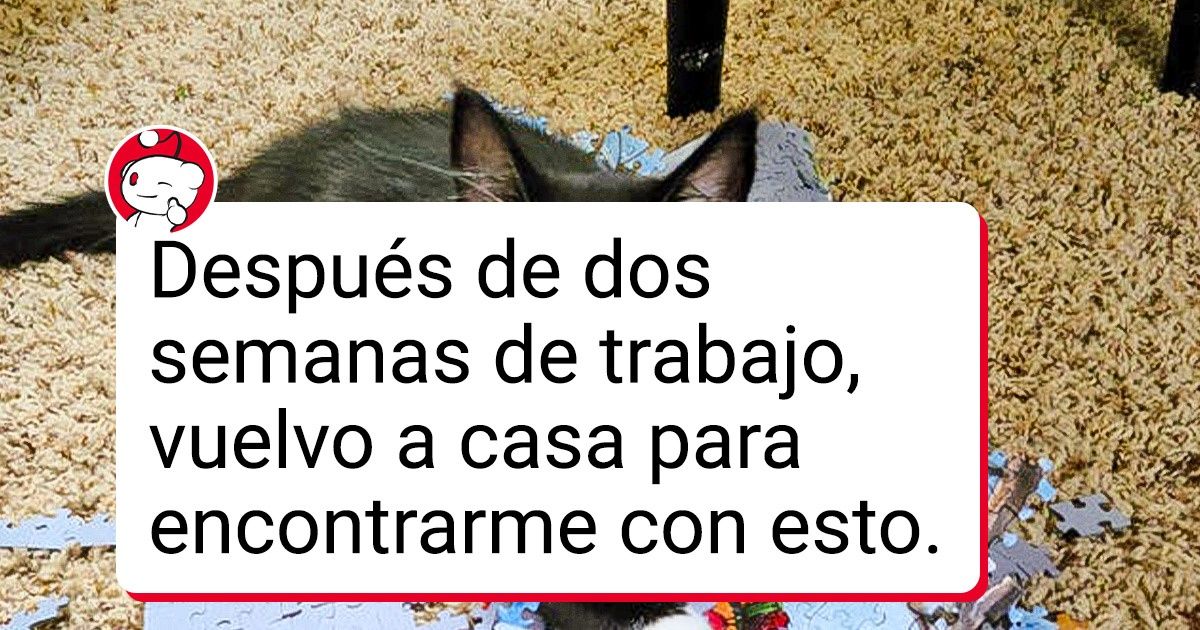 20 Gatos cuyos adorables rostros enmascaran su fechorías 20 Gatos cuyos adorables rostros enmascaran su fechorías