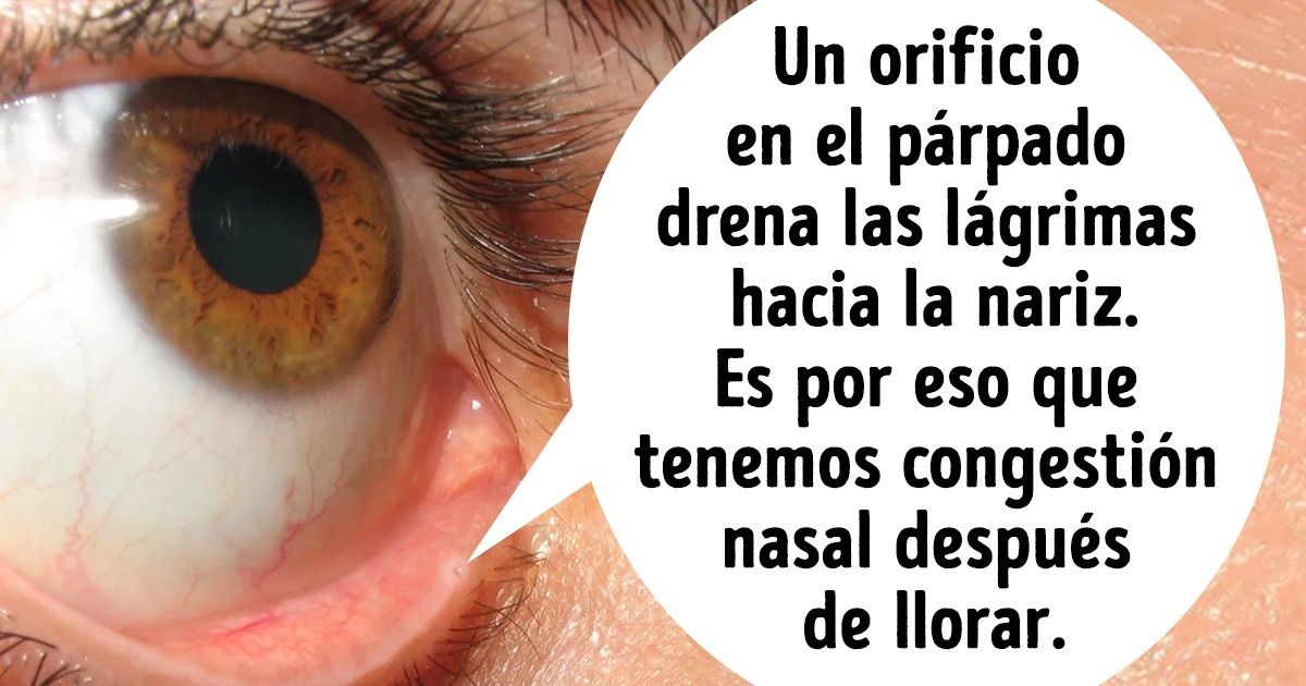 15 Hechos sobre el cuerpo humano que se quedaron grabados en nuestra mente