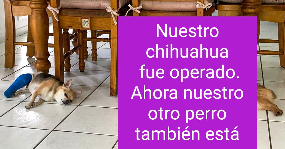 18 Animales que no dudaron en ser solidarios con sus pares 18 Animales que no dudaron en ser solidarios con sus pares