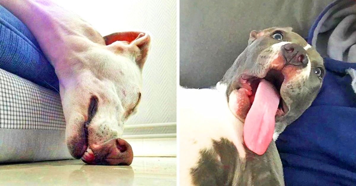 20+ Fotos divertidas que te ayudarán a eliminar toda la negatividad